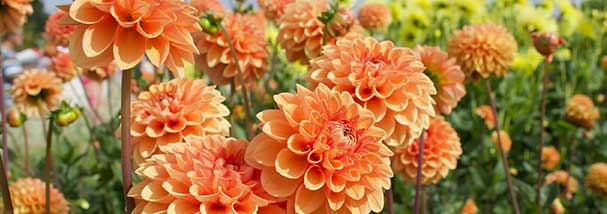 DIE GÄRTEN DER VILLA TARANTO