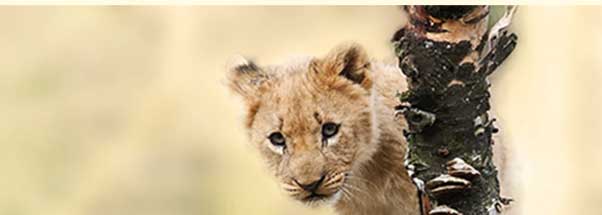 Safari Park in Pombia